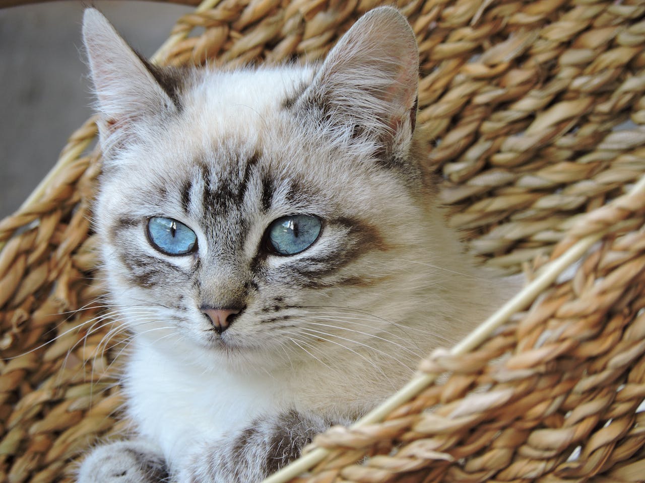 Szkolenia dla kotów